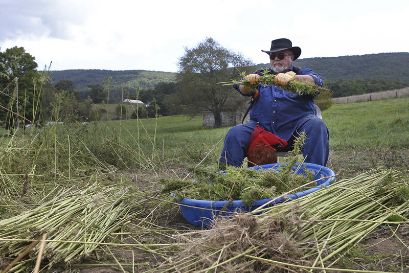 Year closes on first public industrial hemp grown in decades